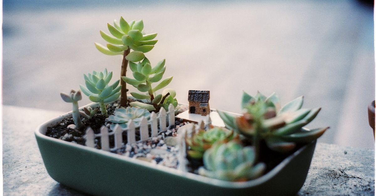 Close-up of a creative miniature garden featuring succulents in a green container.